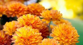Les chrysanthèmes de toutes les couleurs, un pur bonheur pour les amoureux des fleurs