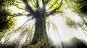Les arbres, la lumière qui filtre entre eux et une musique relaxante!