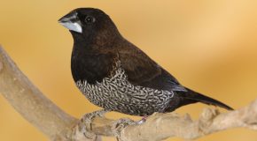 Une branche d&rsquo;arbre en fleur  et des tas d&rsquo;oiseaux la visitent et chantent