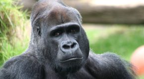 Des animaux  avec des messages dans de magnifiques clichés qui les mettent à l&rsquo;honneur