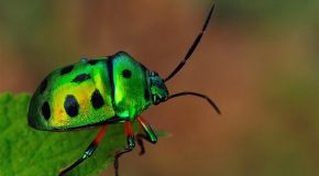 Les insectes dans de magnifiques clichés, la présentation vaut le détour!