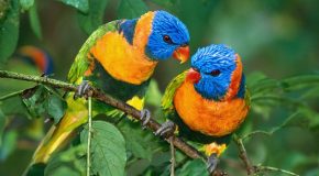 Des oiseaux et une chanson de Gilbert Bécaud pour leur rendre hommage