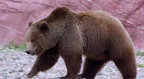 Le grizzli, c&rsquo;est le plus magnifique des animaux sauvages, preuve en image