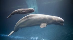 Le béluga appelé aussi baleine blanche ou dauphin blanc et la chanson « Rame Rame »