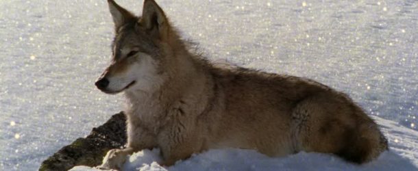 Le monde est heureux sans les humains! Les animaux méritent la paix!