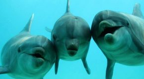 La splendeur et la magie des dauphins dans une présentation pour tous!