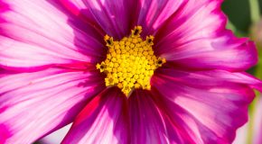 Fleurs, champignons, la flore est détaillée sur fond de musique