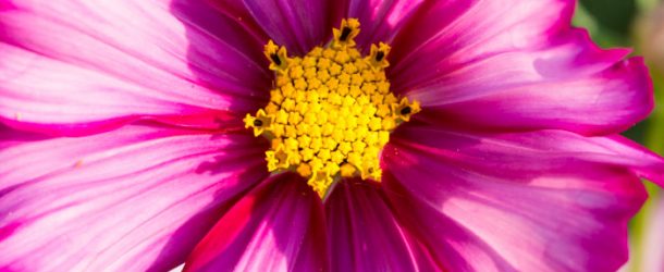 Fleurs, champignons, la flore est détaillée sur fond de musique