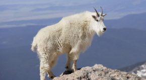 La chèvre des montagnes Rocheuses Nord-Américaines, un animal-alpiniste