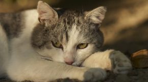 Joli ppt sur les chats, pour les admirateurs des matous en général