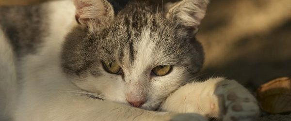 Joli ppt sur les chats, pour les admirateurs des matous en général