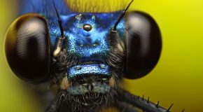 Macrophotographies surprenantes, le monde des insectes est superbe!