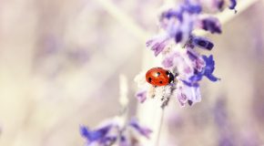 65 clichés de la flore, de la faune, mais en mode macro, images du Japon!