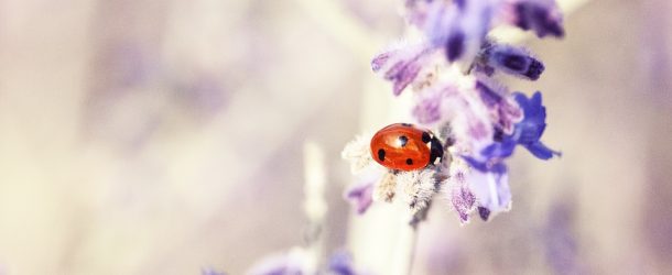65 clichés de la flore, de la faune, mais en mode macro, images du Japon!