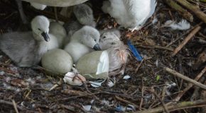 La naissance des cygnes un moment magique partagé en images