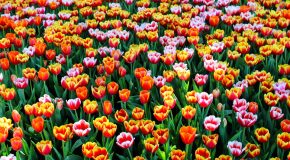 Hommage au printemps, la plus belle des saisons!