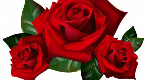 Florilège de clichés de roses, aux amoureux, mais aussi aux autres!