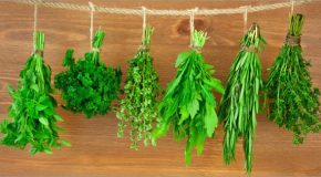 Les fines herbes, des éléments très bénéfiques en cuisine et pour la santé