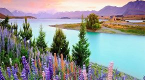 Les plus beaux paysages et les fleurs les plus fraîches en cadeau!