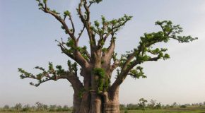 Les baobabs, des arbres incroyables, splendides et adorables à la fois!