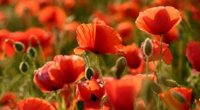 La beauté des coquelicots avec la chanson « Amapola » de Nana Mouskouri
