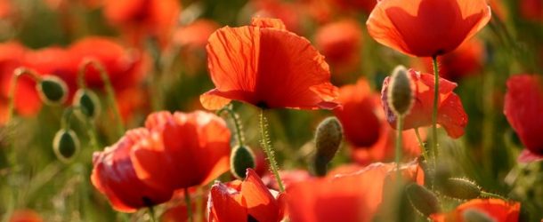 La beauté des coquelicots avec la chanson « Amapola » de Nana Mouskouri
