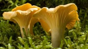 La beauté des champignon avec des clichés incroyables!