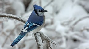 Le Geai bleu, l&rsquo;oiseau le plus beau dans de magnifiques clichés