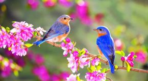 De très beaux paysages et des oiseaux en plus d&rsquo;une jolie musique!
