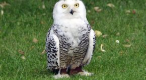 Chouettes, hiboux et autres rapaces, avec jolie musique