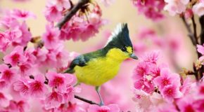 Les plus beaux oiseaux de notre planète dans de magnifiques clichés