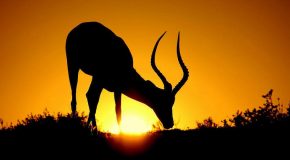 Le Kenya, une destination qui attire les touristes du monde entier