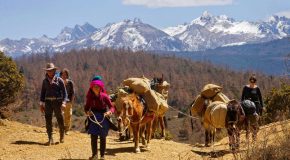 Flore et faune de l&rsquo;Himalaya avec un accompagnement musical très agréable