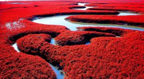 Très agréables scènes d&rsquo;animaux et de paysages jamais vus!