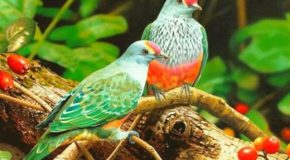 Petite devinette sur les noms des oiseaux et superbes photographies