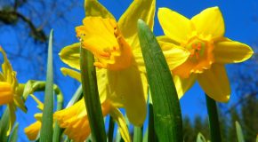 Le printemps s’en va, sa beauté et sa fraîcheur restent