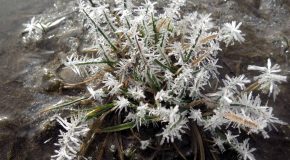 Beaux spectacles de givre dans la région de la Lorraine en France