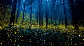 Le silence dans une forêt, un moment de détente qui fait du bien