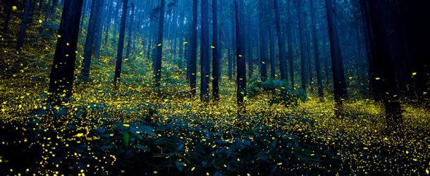 Le silence dans une forêt, un moment de détente qui fait du bien