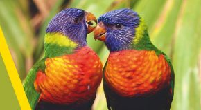 Des animaux en tous genres, les couleurs et la musique