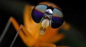 Les envahisseurs invisibles sous l’œil de la macrophotographie