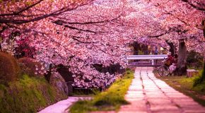 Les plus beaux paysages du Japon, le pays du soleil levant!