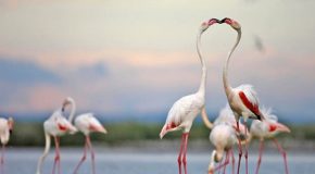 La Camargue, un endroit de rêve à découvrir en urgence!