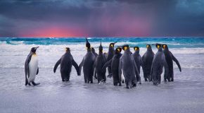 Croisière autour des îles Malouines ou Falklands, c’est beau et rafraîchissant!