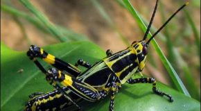 Incroyable, superbe et adorable présentation avec des clichés d’insectes