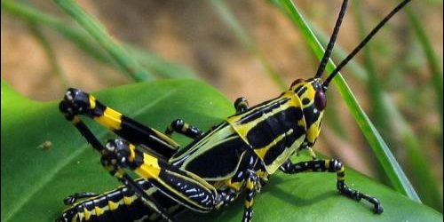 Incroyable, superbe et adorable présentation avec des clichés d&rsquo;insectes