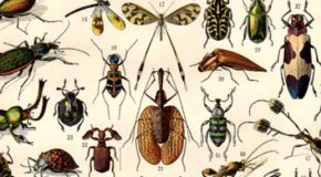 Gros plan sur les bestioles, ces créatures qui dérangent en silence!