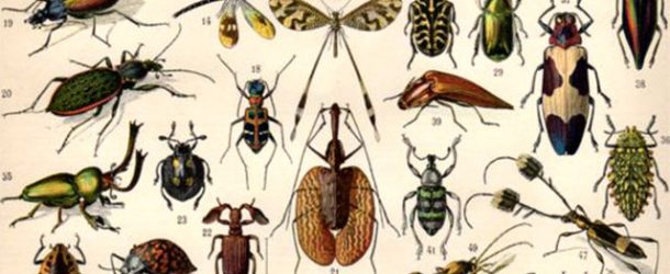 Gros plan sur les bestioles, ces créatures qui dérangent en silence!