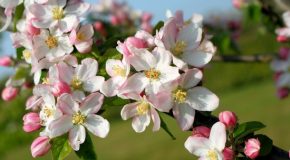 La beauté des fleurs des pommiers racontée par Simone Robert
