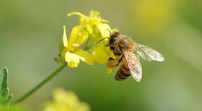 Très belle documentation sur la vie des abeilles